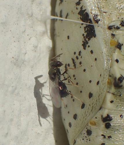 Réf. 220 415 : Pteromalini inconnu